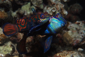 Under the Mistletoe by Yagit Diver 